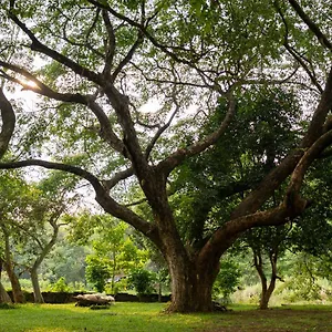 The Nest Thattekad Thattakād